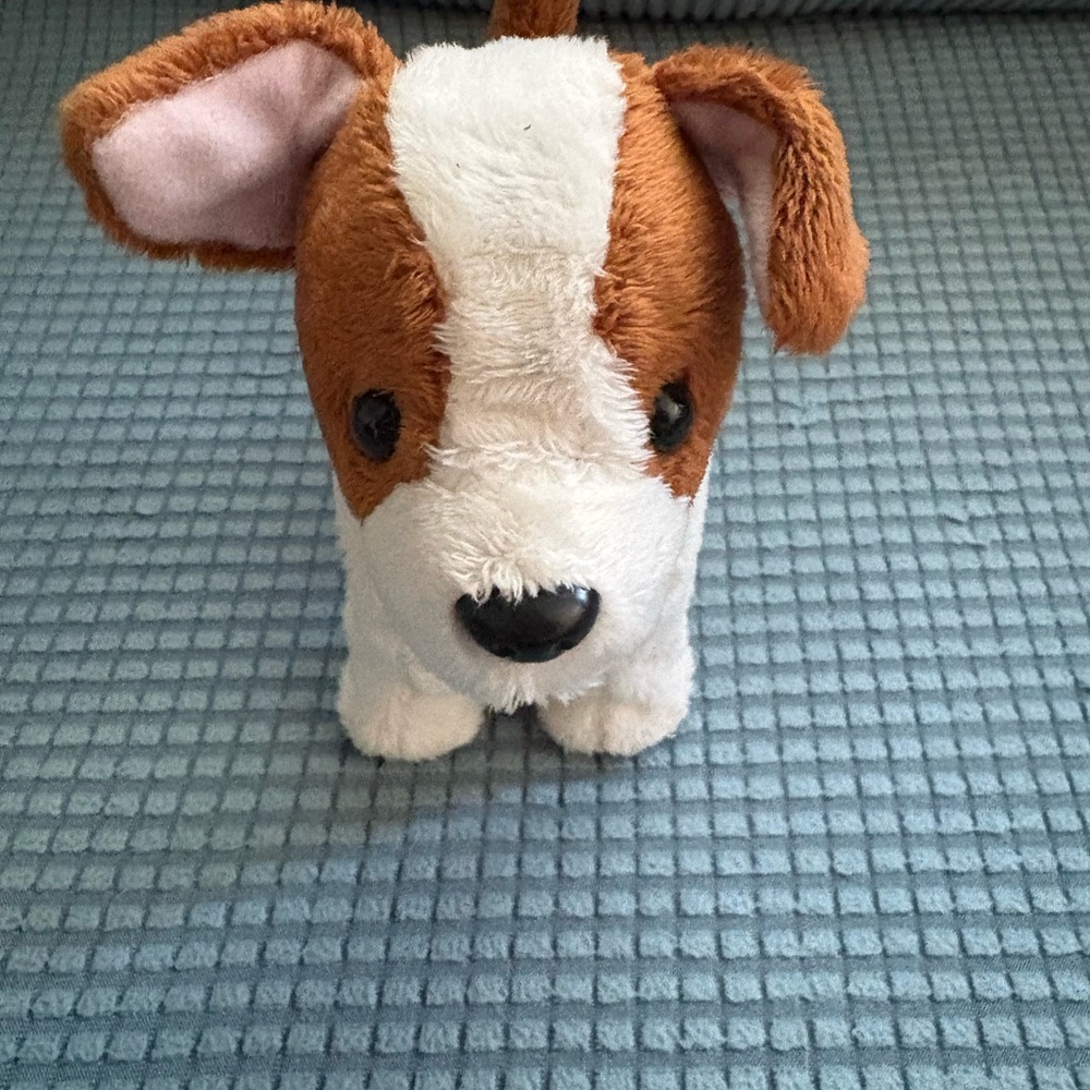 American Girl Jack Russel Terrier